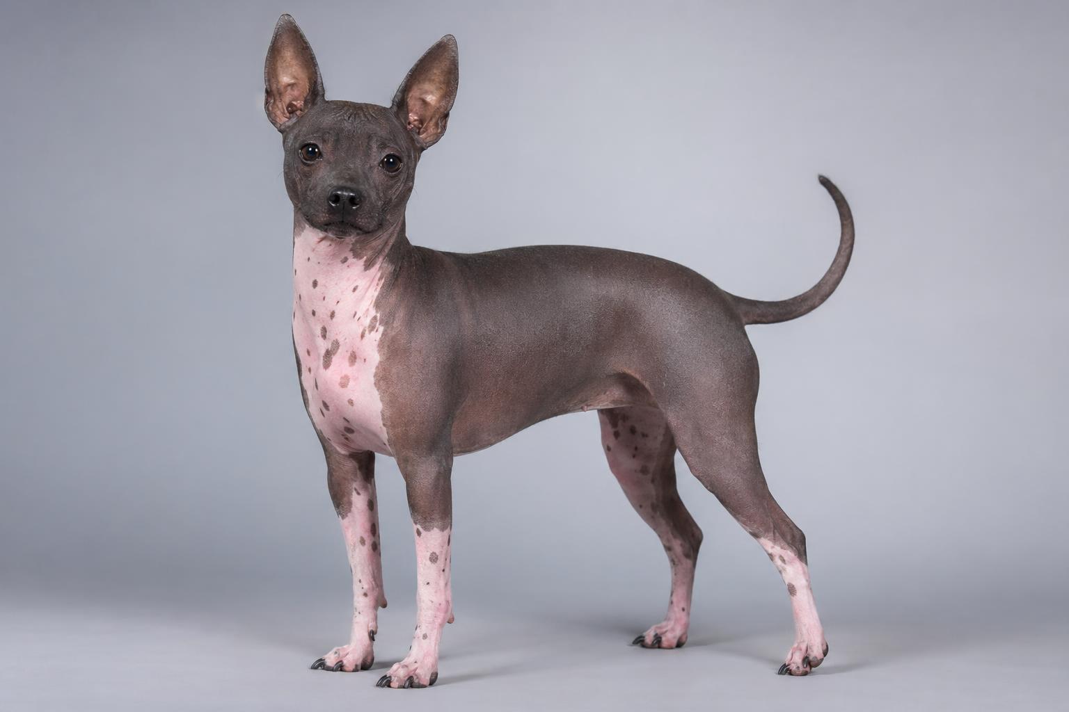 Terrier Americano sin Pelo