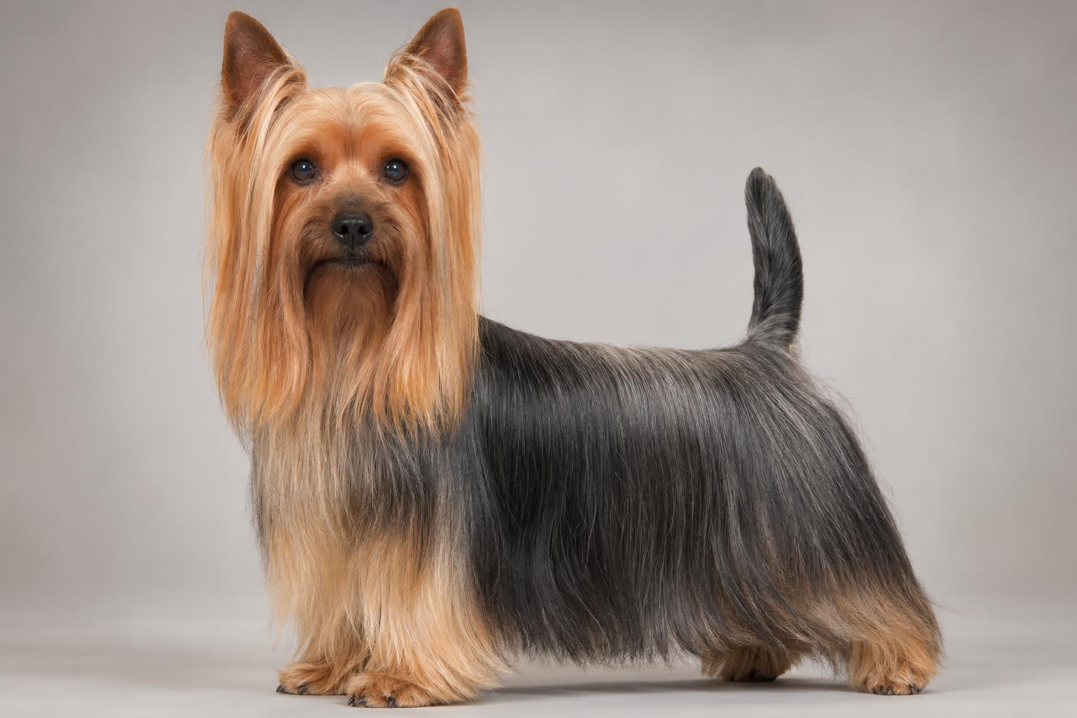 Silky Terrier